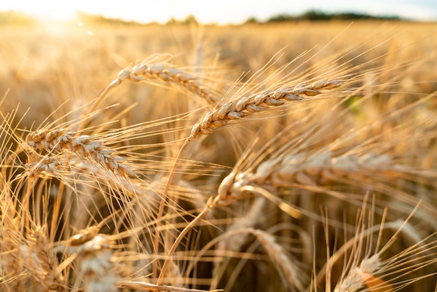 Campo agrícola con trigo