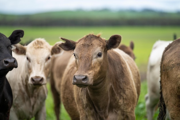 Campo agrícola vacas de carne en un campo ganado wagyu pastando en pastos en una vaca gorda de granja