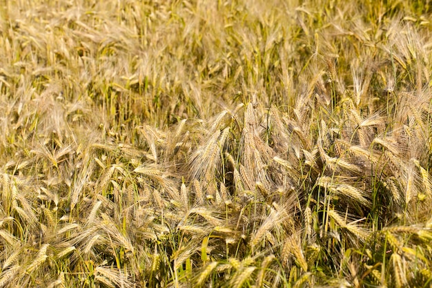 Campo agrícola en el verano.