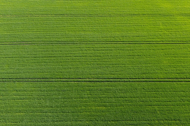 Foto campo agrícola verde de cima com listras padrão natural abstrato