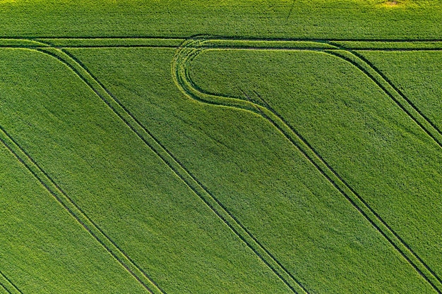 Campo agrícola verde de cima com listras