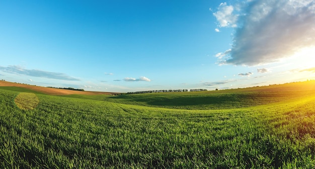 Campo agrícola verde de trigo joven brotado en tierras agrícolas privadas