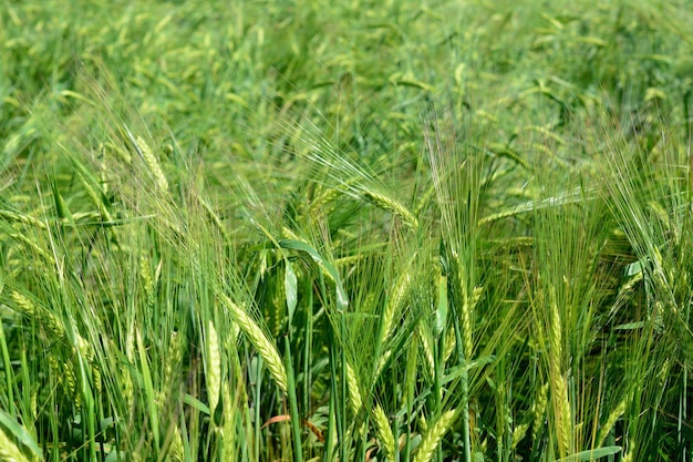 campo agrícola verde verde com espigas de trigo isolado closeup
