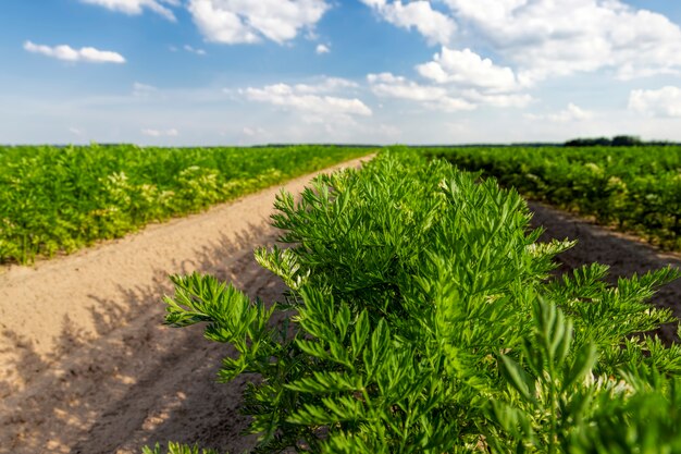 Campo agrícola con zanahoria