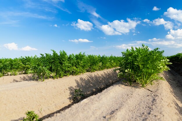 Campo agrícola con zanahorias