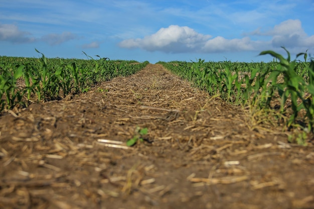 Campo agrícola