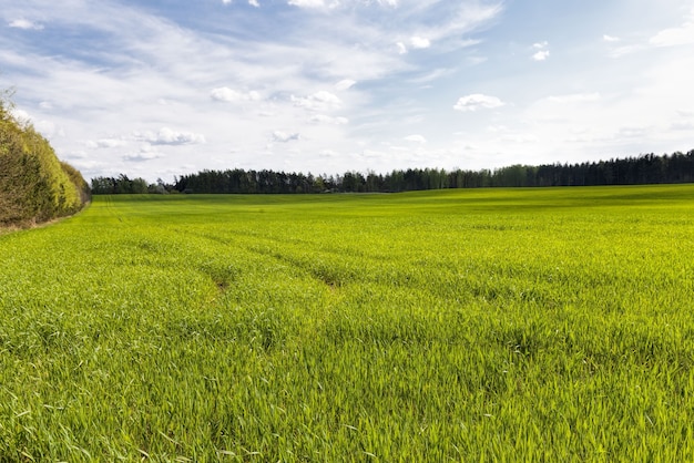 Campo agrícola