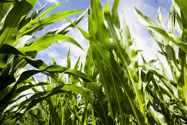 Un campo agrícola