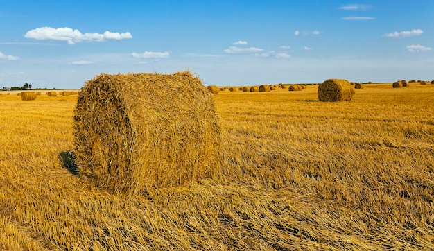 Un campo agrícola