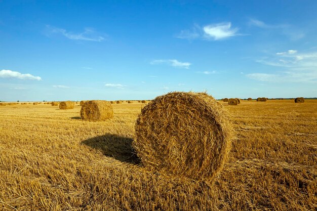 Un campo agrícola