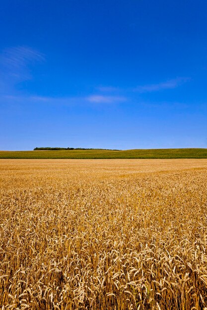 Un campo agrícola