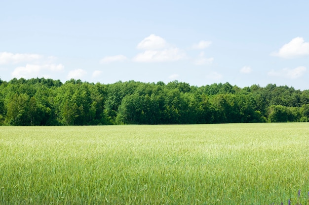 Un campo agrícola