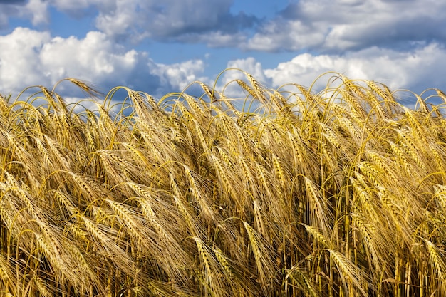 Campo agrícola