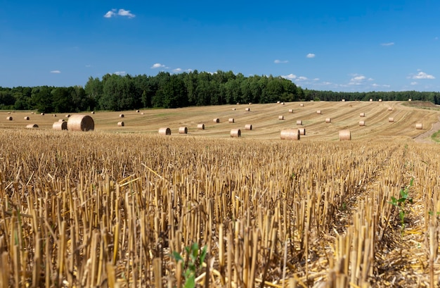 Campo agrícola