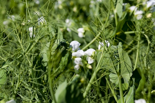 Un campo de agricultores donde crecen los guisantes verdes, los guisantes florecen con flores blancas en la temporada de verano