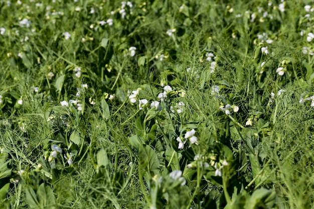 Un campo de agricultores donde crecen los guisantes verdes, los guisantes florecen con flores blancas en la temporada de verano