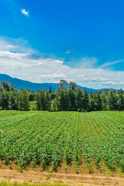 Campo de agricultores con fondo de montaña y cielo azul, columbia británica, canadá