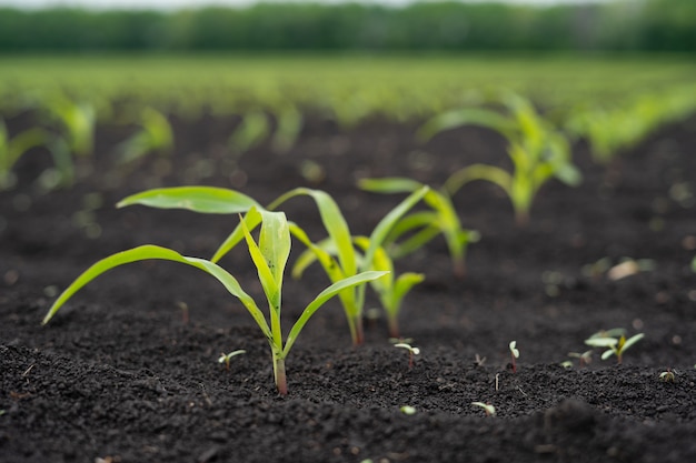 Campo de agricultores con pequeños brotes jóvenes de maíz