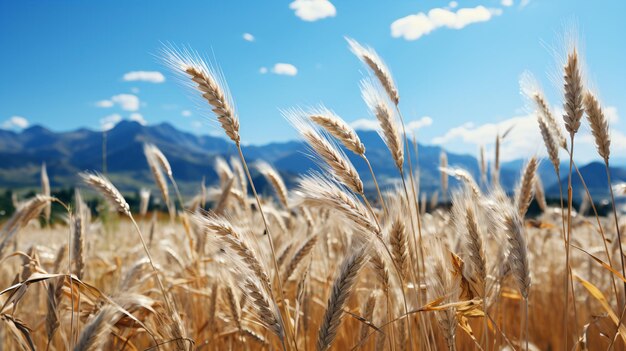 Campo de agricultura amarillo con trigo maduro y cielo azul con nubes sobre él