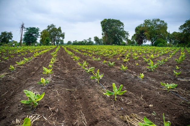 Foto campo de agricultura bananera en la india.