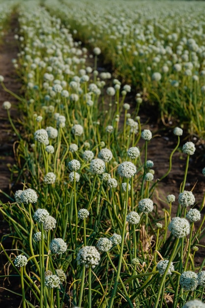 Campo de agricultura de cebolla en la india