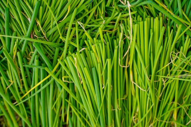 Campo de agricultura de cebolla verde en la india.