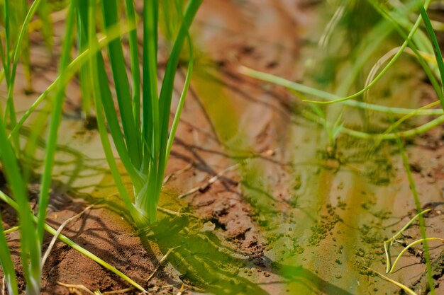 Campo de agricultura de cebolla verde en la india.