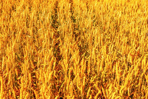 Campo de agricultura, centeno amarillo