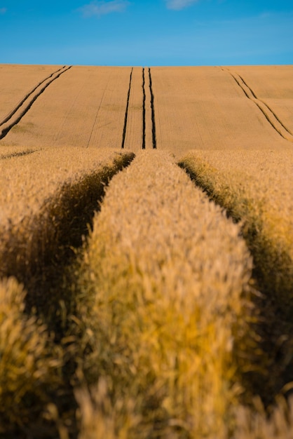 Campo de agricultura en día de verano