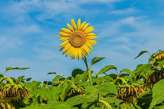 Campo de agricultura con girasoles maduros con semillas y un girasol floreciente