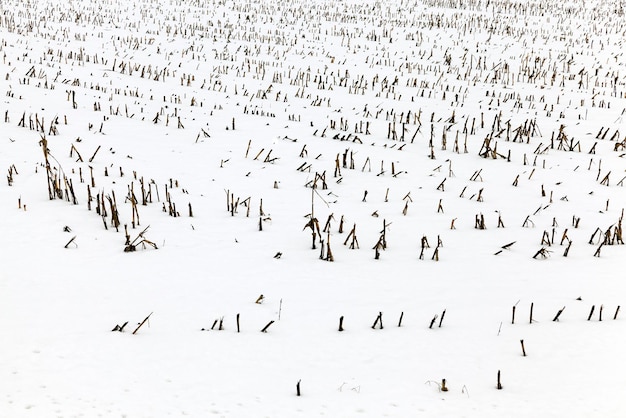 Campo de agricultura en invierno