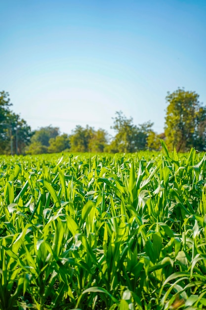Campo de agricultura de maíz verde fresco