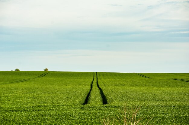 Campo de agricultura a principios de verano.