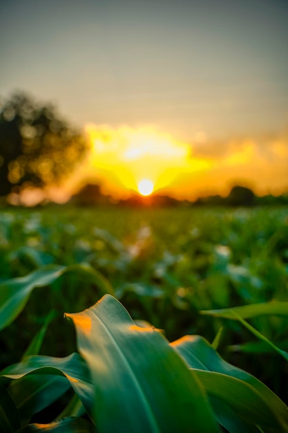 Campo de agricultura de sorgo verde con fondo de cielo.