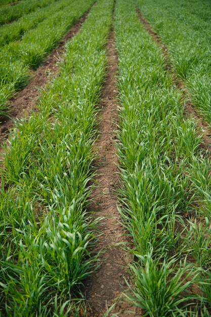 Campo de agricultura de trigo verde en la india.