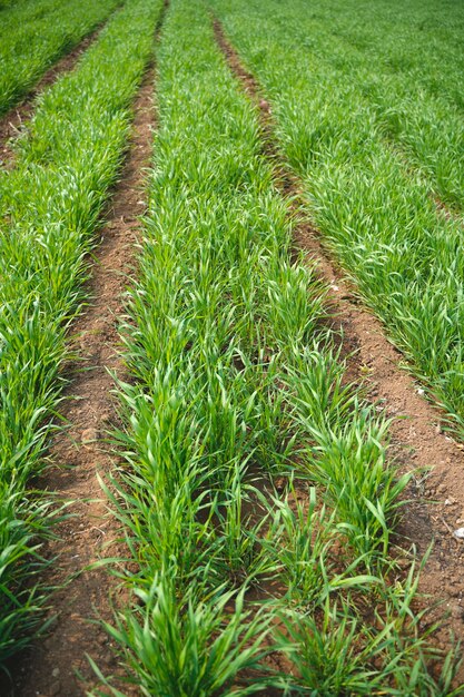 Campo de agricultura de trigo verde en la india.