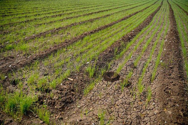 Campo de agricultura de trigo verde en la india.