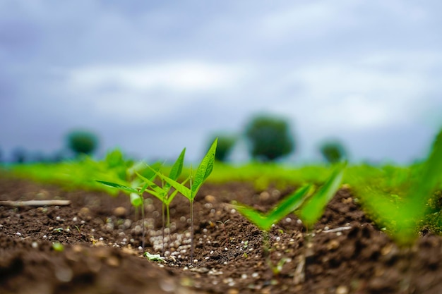 Campo de agricultura verde con fondo de cielo nublado