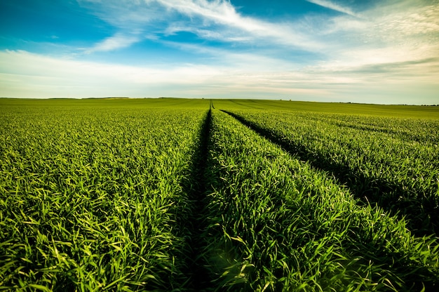 Perceptible finalizando Extracción Campo de agricultura verde a principios de verano. | Foto Premium