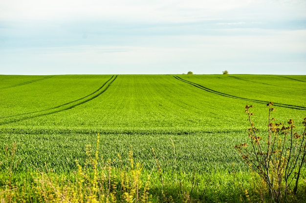 Campo de agricultura verde de verano