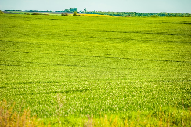 Foto campo de agricultura verde de verano