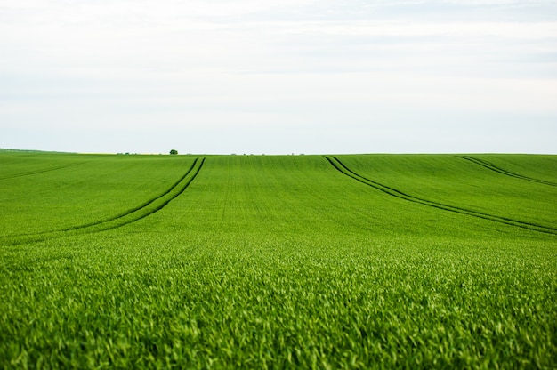 Campo de la agricultura