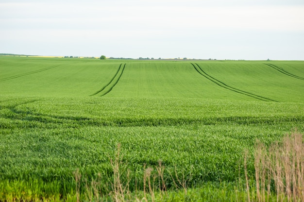 Campo de la agricultura