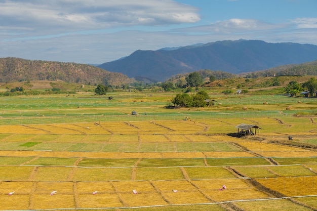 Foto campo de ajo con choza pequeña en pai, tailandia