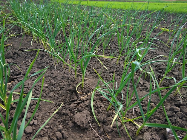 Campo con ajo verde brotes de ajo en la tierra oscura