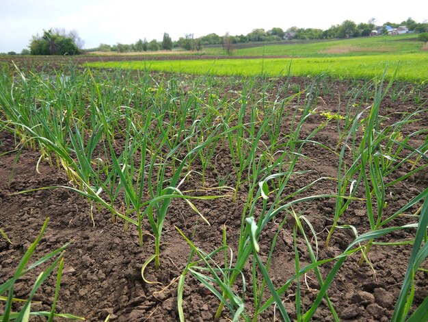 Campo con ajo verde brotes de ajo en la tierra oscura