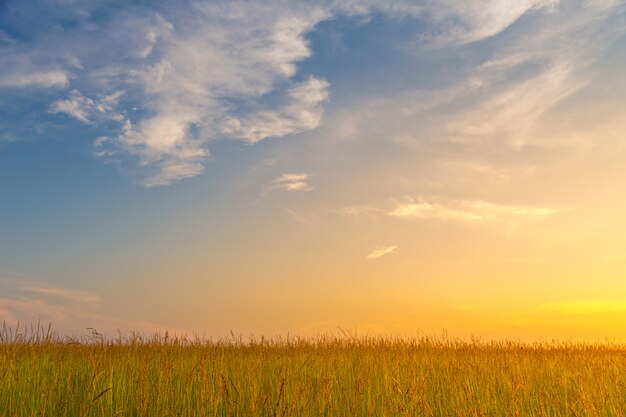 Campo al atardecer