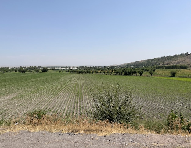 Campo de algodón camino a Khujand