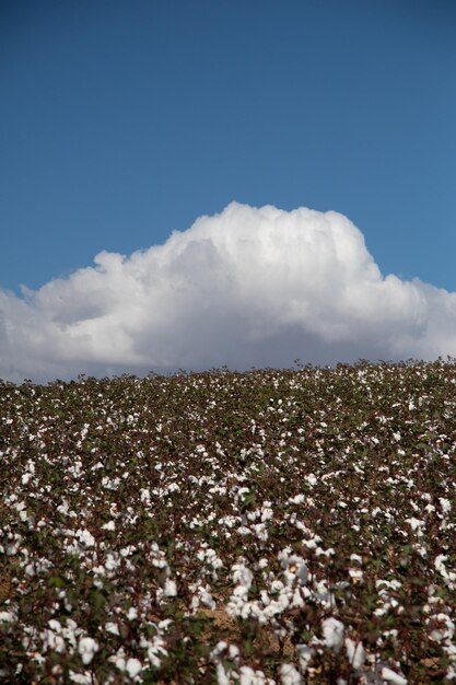 Foto campo de algodón y nubes cúmulos sobre él.