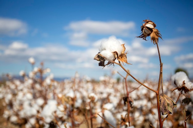 Campo de algodón Turquía Izmir Agricultura concepto foto